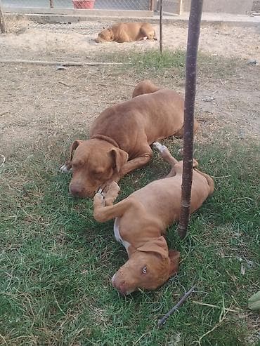 pitbul dişi: Pitbul, 2 ay, Dişi — 3