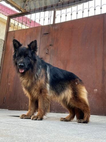 Tofas: Alman çoban iti, 1 ay, Erkek — 2