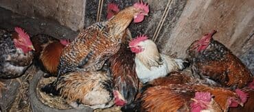 toyuq cüce: Məhsul: Yerli xoruz sürüsü Təsvir: - Şəkillərdə müxtəlif rəng və — 4