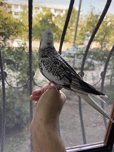 quş qaz: Korella erkək, 8 aylıq tam rucnoy, dişləmir, kəndirə öygəşilmiş — 2