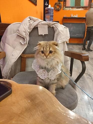 Qızıl şinşilla, Dişi, Yaxşı əllərə, Ünvandan götürmə