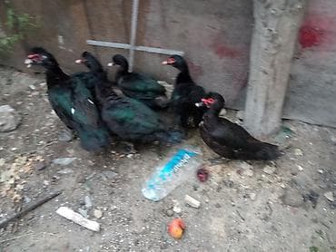 ordek satisi: Təcili satılır sağlam heyvanlar 3 erkek 3 fere fərələr 20 erkəklər — 2