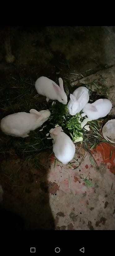Ağ rəngli yerli cinsdi dovşanları Qiymet 4denesi 30 manat - Rəg: tam