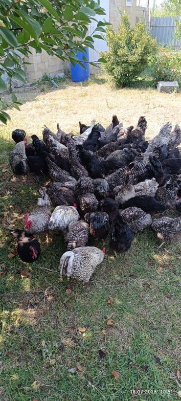 Inəklər, öküzlər: Toyuq, Damazlıq — 2