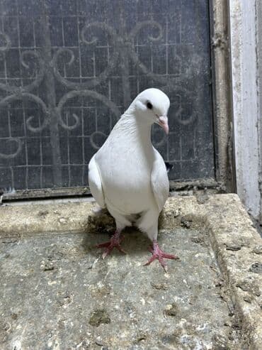 Digər heyvanlar: 16 tuk mayadi deste sebekequyruqdu (yosanquyruq) 1 ay olar mehemmedide — 5