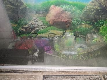 Охота и рыбалка: İşıqlı Akvarium satılır. Ölçü: 70x17x30(sm) İçərisində filteri və — 4