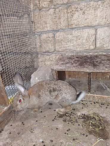 dovşam: 2 dovşan satilir biri temiz qan velikandi erkeydi tam saglamdi 4 — 4