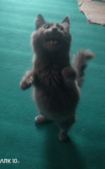 золотая шиншилла купить: Boz tüklü, uzun quyruqlu ev pişiyi - Rəng: Tünd-boz (bütöv monoxrom — 4