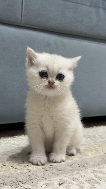 сколько стоит котенок: Британская, Самка, Для вязки, Бесплатная доставка — 3