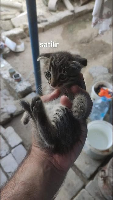 Ünvandan götürmə lalafo.az -da Ünvandan götürmə