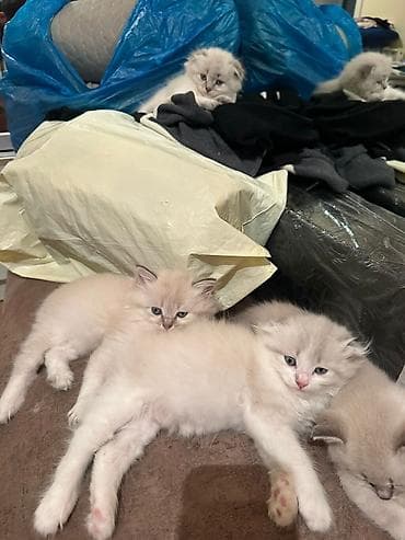 pişik adı: Şirin balaca pişiklər - Cinsə bənzər xüsusiyyətlər: uzun və ipək kimi — 2