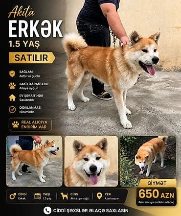 itleri: Akita-inu, Erkek, Pulsuz çatdırılma — 1