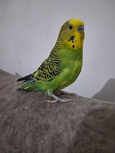 avçarka bala: Məhsul: Dalmatian naxışlı yaşıl-sarı büdcərigar (dalmatin/quşcığaz – — 4