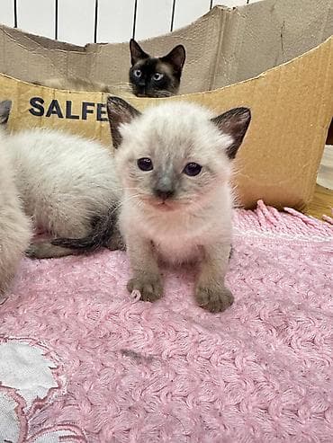 heyvan yemleri: Siam — 3