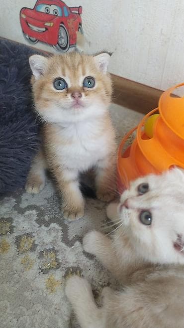 pişiy adları: Britan — 1