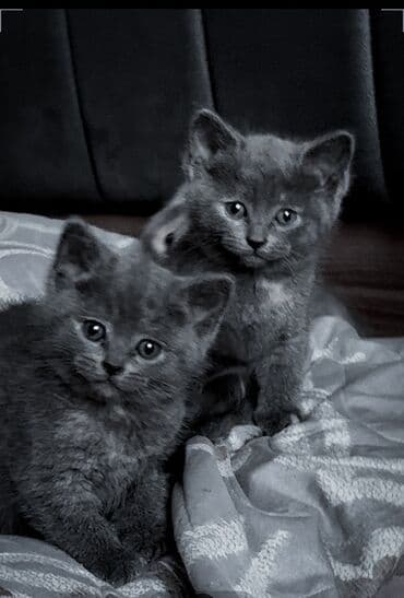 Boz tüklü balaca pişiklər - Növ: ev pişiyi (qısa tüklü, boz rəng) -