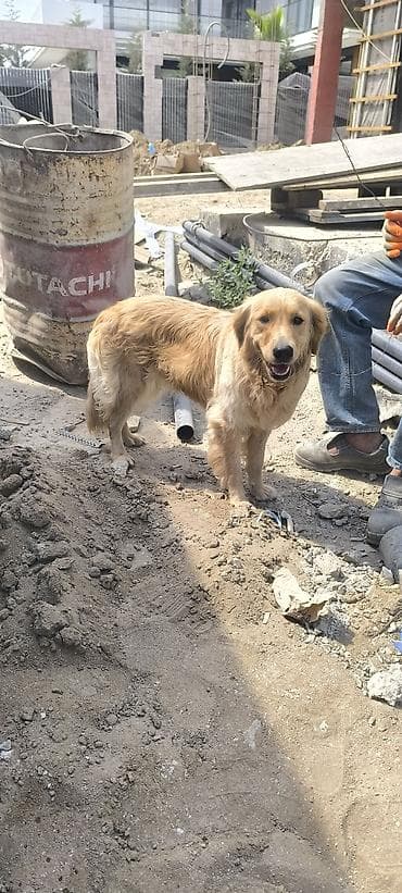 alabay itleri: Retriever — 1