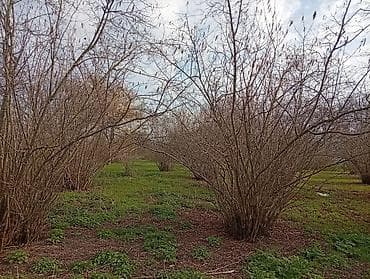 zabratda torpaq satisi: Oğuz, 100 kv. m, 3 otaqlı, Hovuzsuz, İnternet — 7