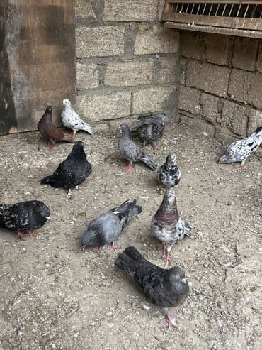 etibarli əllərə verilir: Saglam ve problemsiz heyvanlar tutulma ve tergitme . İcinde cütderde — 8