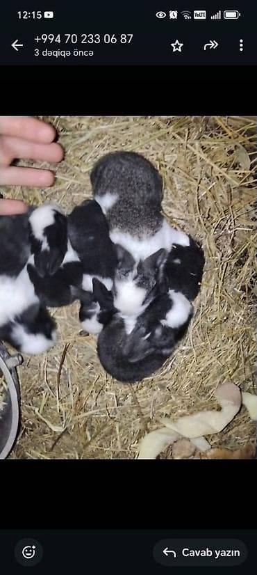 ordek bala: Unvan Sulutəpə
Say 7 ədəd
Tam saglam 14-15gunluk balalar — 4