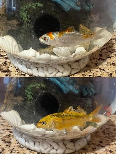 Balıqlar: Koi, Sülhsevər, Ödənişli çatdırılma — 1