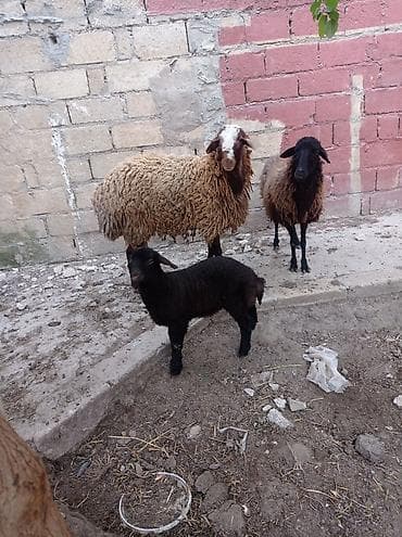agilli yem qabi: Erkək, Qala, il: 1, Damazlıq — 9