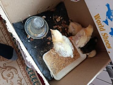 simmental ineklerin satisi: Toyuq cücələri, Ətlik — 1