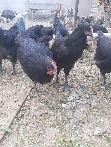 astroloq toyuq: Toyuq, Australorp, Damazlıq — 2