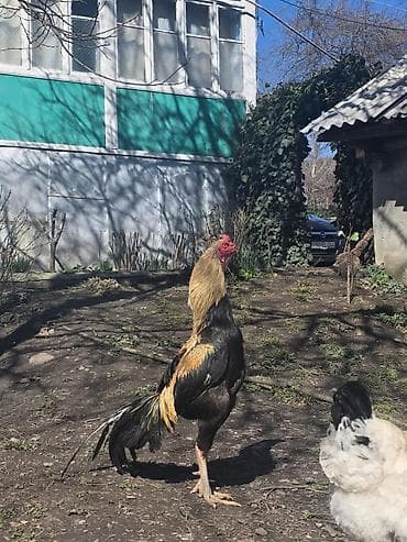 Бараны, овцы: Sarı-qara rəngli xoruz - Uzun quyruqlu, incə quruluşlu, hündürboy — 4