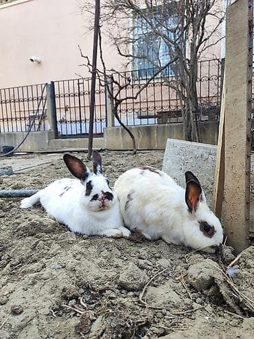 - Məhsul: Ev dovşanları (2 ədəd) - Rəng: Ağ fon üzərində qəhvəyi-qara — 1