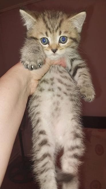 lalafo pisik: Britan — 8