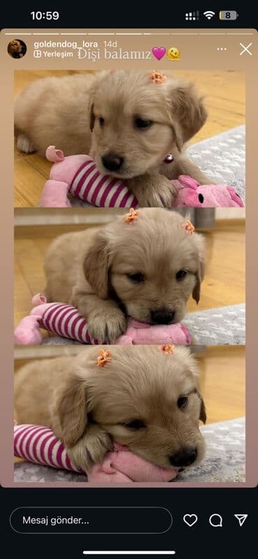 it bazari 2019: Retriever, 1 ay — 1