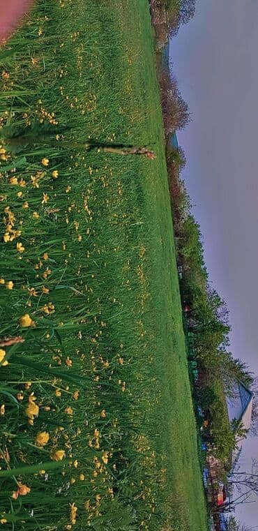 аренда земли под шиномонтаж: 10 соток Для сельского хозяйства, Газ, Электричество, Водопровод — 12