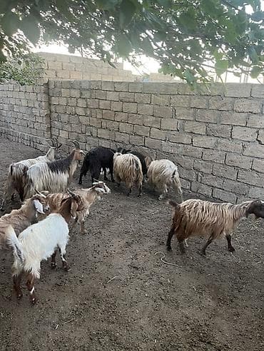 heyvan yemi: Qoyun-qoç təsərrüfatı üçün xırdabuynuzlu heyvan sürüsü - Növ: Keçi — 1