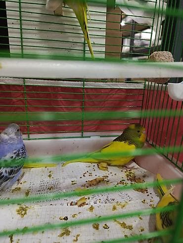 papuqay gence: Məhsul: Dalmatin və klassik rəng çalarlarında (sarı-yaşıl, mavi-yaşıl — 4