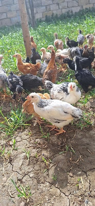 Kənd təsərrüfatı quşları: Toyuq cücələri, Damazlıq, Pulsuz çatdırılma — 9