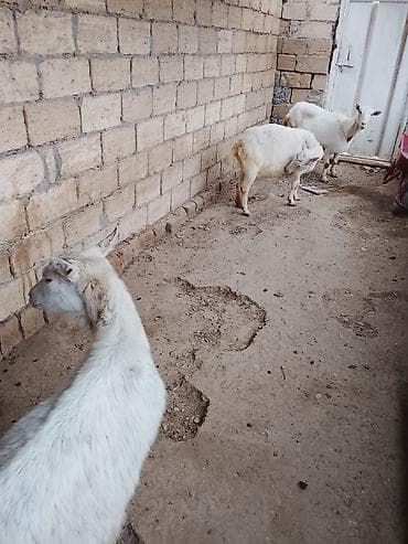 Məhsul: Ağ rəngli keçilər (qrupla) Təsvir: 7 ədədi dişi 1 ədədi ərkəy