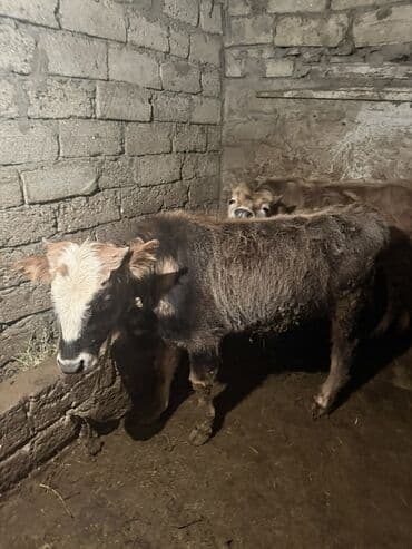 cins ineklerin qiymeti: Satılır: Dana - Növ: Qaramal (dana) - Say: Şəkillərdə 2 baş - Rəng — 2