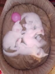 pişik tualet: Erkək, Dişi, Yaxşı əllərə, Ödənişli çatdırılma — 3