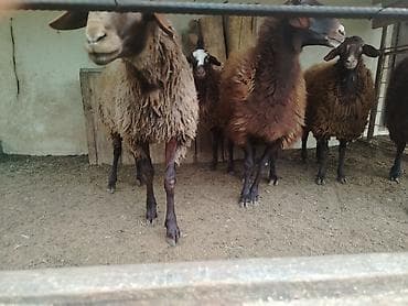 qoyun qala: Erkək, il: 1, Ətlik — 5