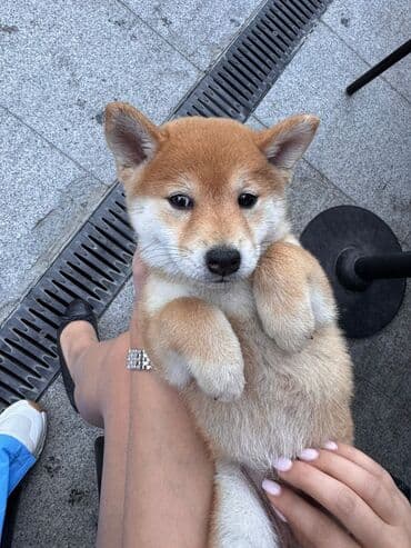 baskervillerin iti: Şiba Inu balası – qırmızı rəngli - Cins: Shiba Inu - Rəng — 4