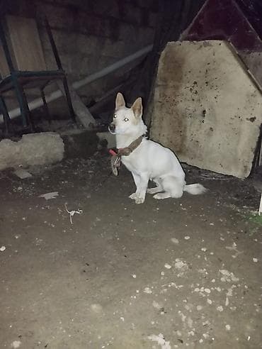 Türk fino zvanokudu hazır cüt vaxdidi qaniyib 1 hefdeye cüte hazırdı