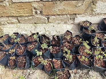 kloun paltari: Məhsul: Qızılgül şitilləri (konteynerdə) Təsvir: - Qara plastik — 2