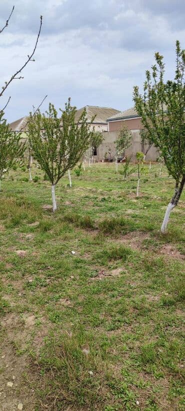 türkanda torpaq: 15 sot, Tikinti, Makler, Bələdiyyə, Kupça (Çıxarış) — 8