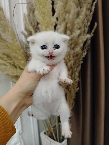 С/х животные и товары: Шотландская — 6