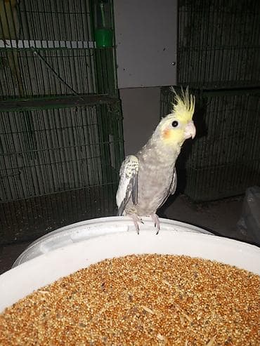 turac quşu: Nymph parrot (Kakaducu/nimfa) – ləkəli boz-sarı rəngli, başda sarı — 3