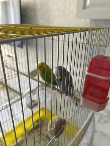 pomeranian satilir: Təmiz qan Çex tutuquşuları satılır 🦜 Quşlar çox sağlam, aktiv və — 7
