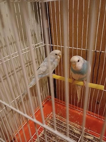 Akvariumlar: Məhsul: Dalğıc (budaq) tutuquşuları və qəfəs seti Təsvir: - İki ədəd — 2