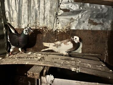 ucuz göyərçinlər: Məhsul: Ev göyərçinləri (dekorativ cinslər) Təsvir: - Şəkillərdə bir — 2