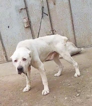 itləe: Alabay, 4 il, Erkek — 1